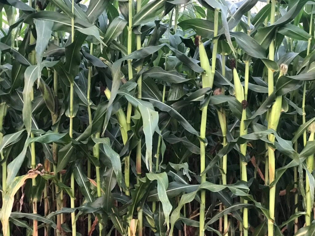 Open pollinated seed corn 2024 pricing