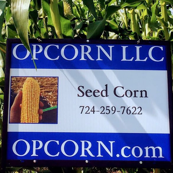 Open pollinated seed corn for grain and silage. OPCORN LLC
